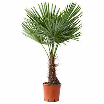 Mrazuvzdorná palma, výška 50/70 cm, v črepníku Trachycarpus fortunei