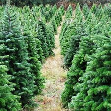 Vianočné stromy